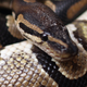 Illustration for article titled Woman Found Dead With A Python Around Her Neck in House Full of 140 Snakes